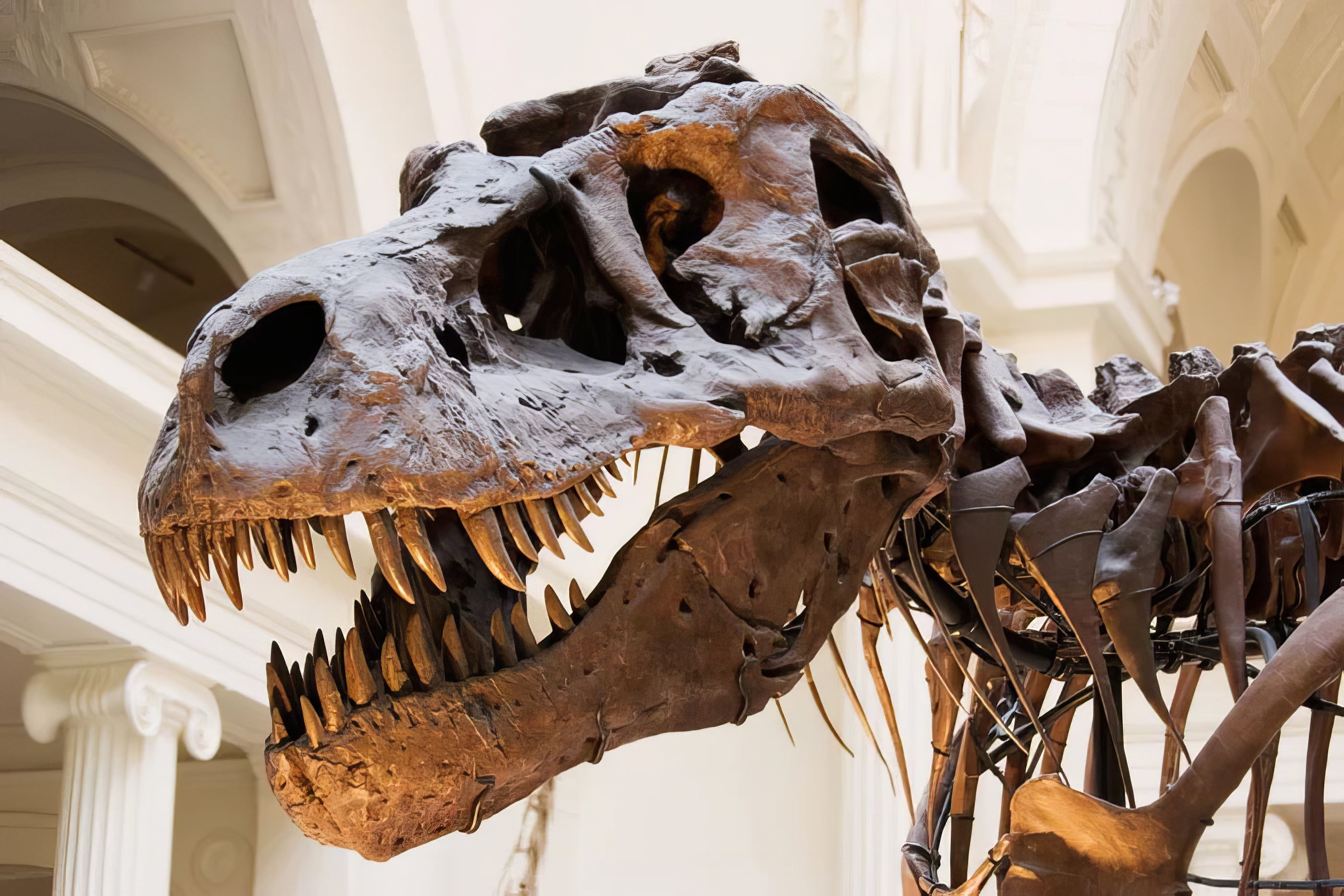 Dinosaurs