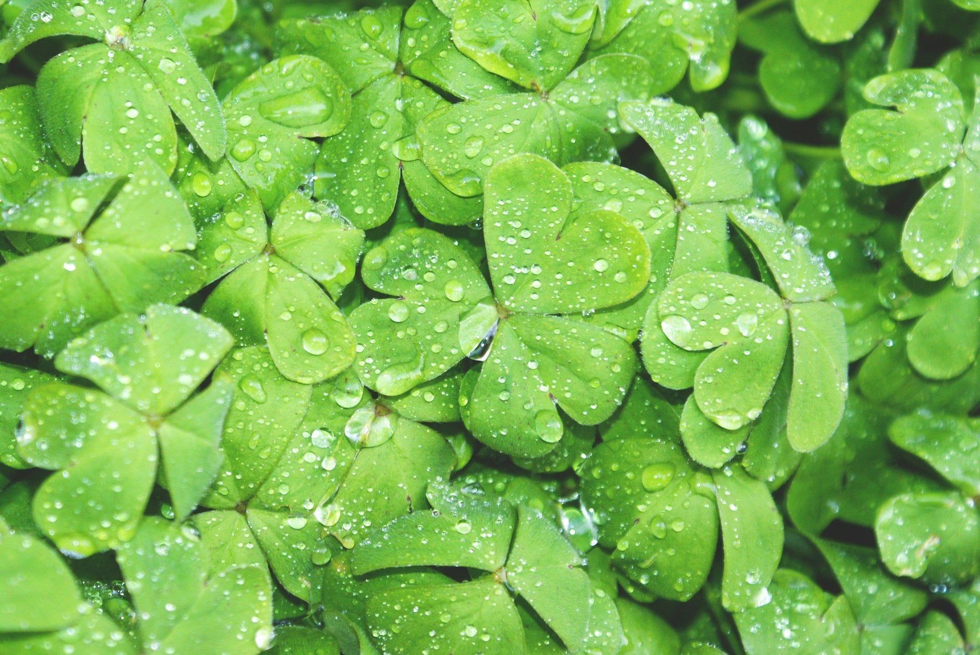 St Paddy's Day