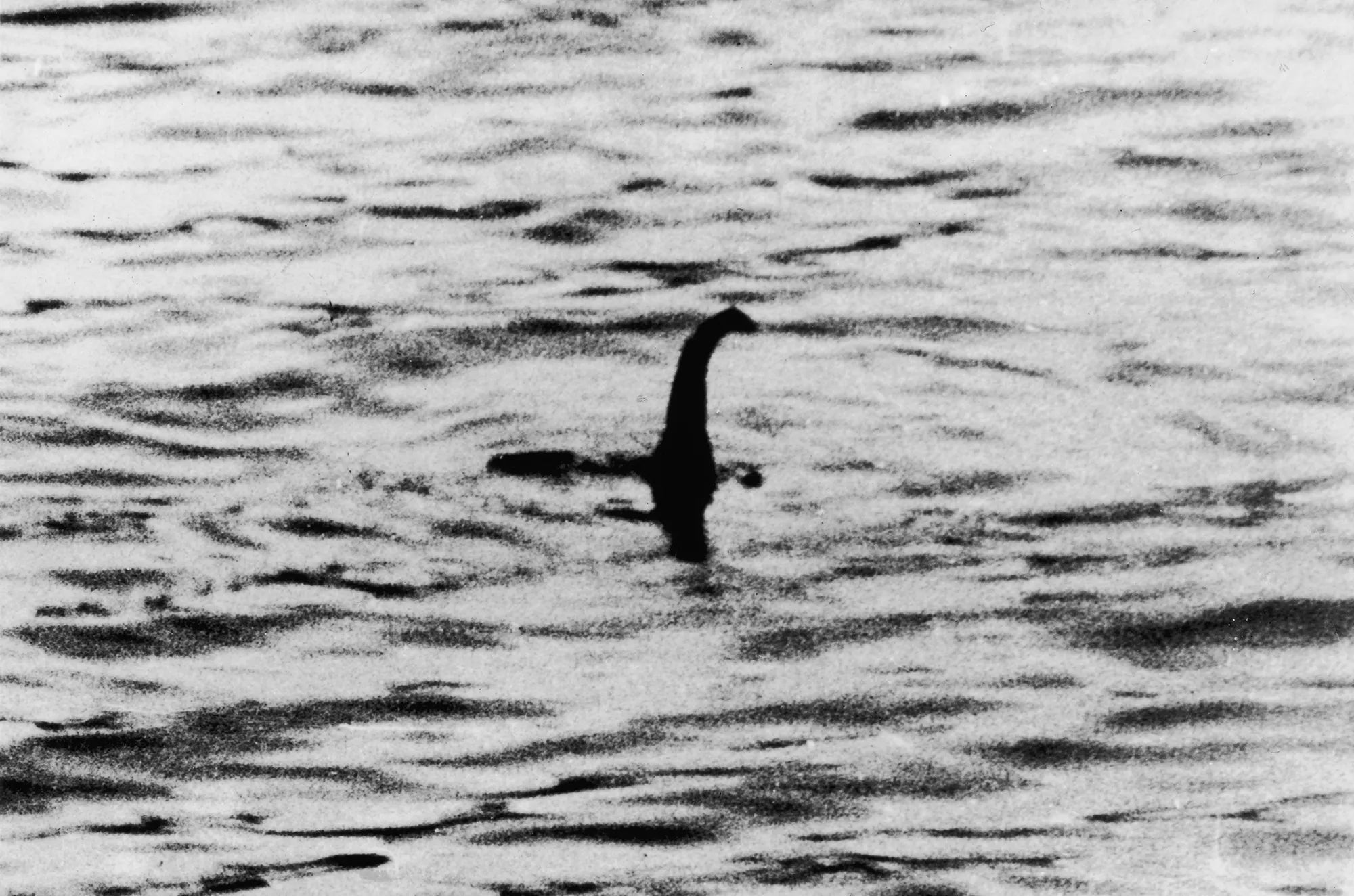 Cryptids & Monsters