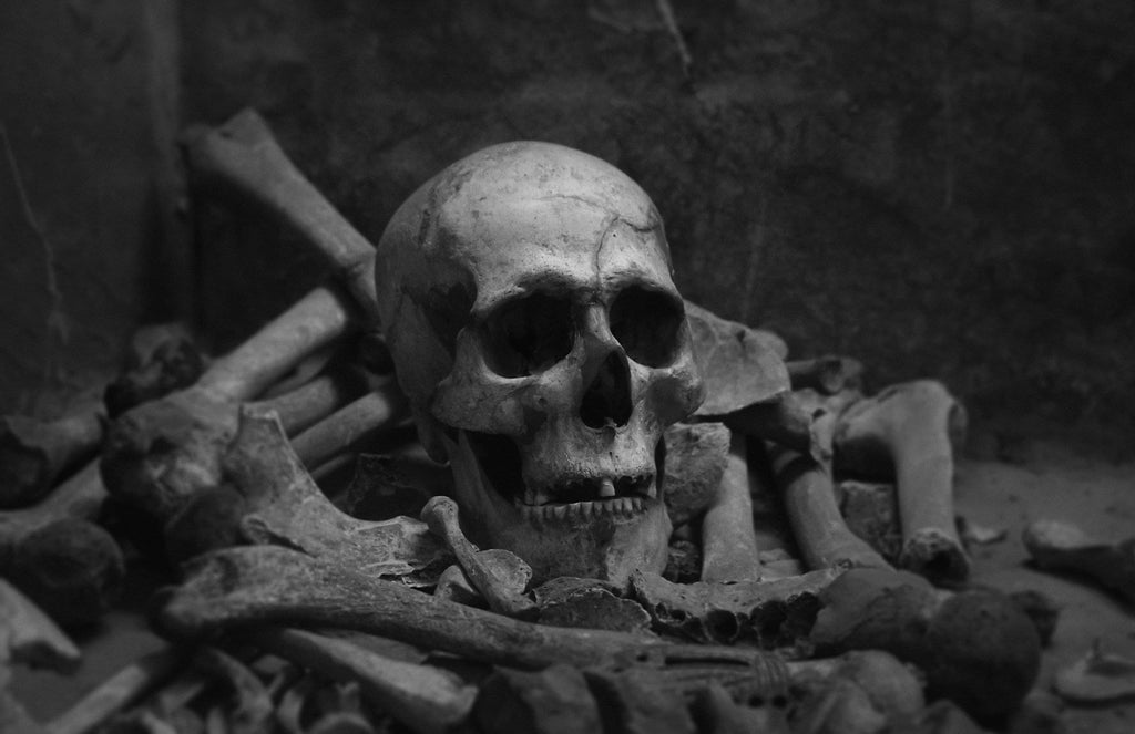 Skulls & Skeletons
