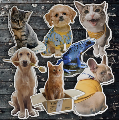 Custom Pet Photo Sticker